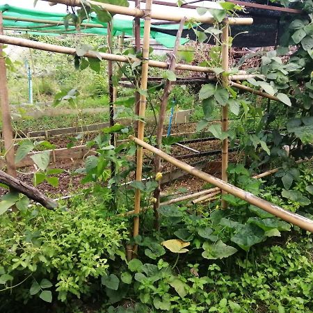 Chill Pill Hostel Chiang Khan Εξωτερικό φωτογραφία